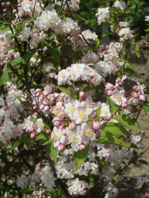 Deutzia purpurescens fleur P1C